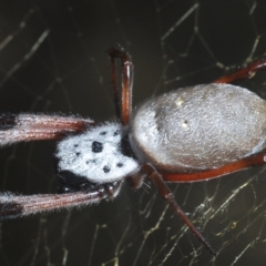 Trichonephila edulis at Coree, ACT - 9 Apr 2023