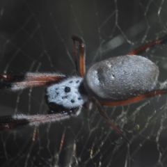 Trichonephila edulis at Coree, ACT - 9 Apr 2023