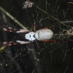 Trichonephila edulis at Coree, ACT - 9 Apr 2023