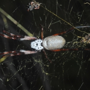 Trichonephila edulis at Coree, ACT - 9 Apr 2023