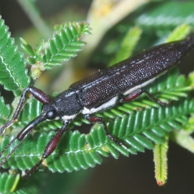 Rhinotia sp. (genus) (Unidentified Rhinotia weevil) at Coree, ACT - 9 Apr 2023 by Harrisi