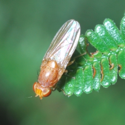 Lauxaniidae (family) (Unidentified lauxaniid fly) at Coree, ACT - 9 Apr 2023 by Harrisi