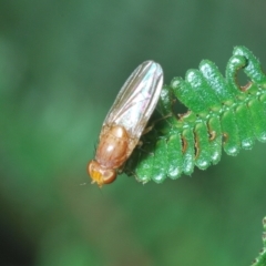 Lauxaniidae (family) at Coree, ACT - 9 Apr 2023 06:02 PM