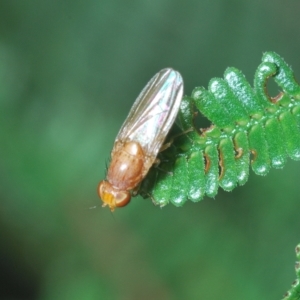 Lauxaniidae (family) at Coree, ACT - 9 Apr 2023