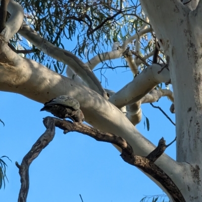 Callocephalon fimbriatum (Gang-gang Cockatoo) at Mawson, ACT - 13 Apr 2023 by stofbrew