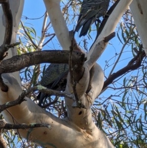 Callocephalon fimbriatum at Mawson, ACT - suppressed