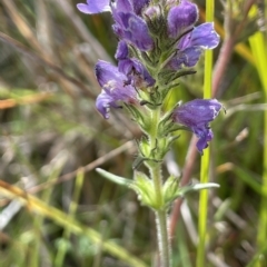 Euphrasia caudata (Tailed Eyebright) at Tennent, ACT - 31 Mar 2023 by JaneR