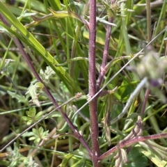 Euphrasia caudata at Tennent, ACT - 31 Mar 2023