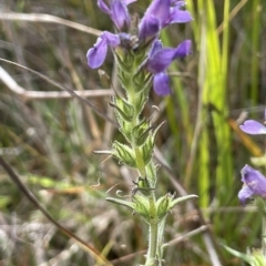 Euphrasia caudata at Tennent, ACT - 31 Mar 2023 03:18 PM