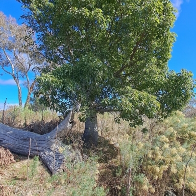 Brachychiton populneus (Kurrajong) at Wanniassa Hill - 12 Apr 2023 by LPadg