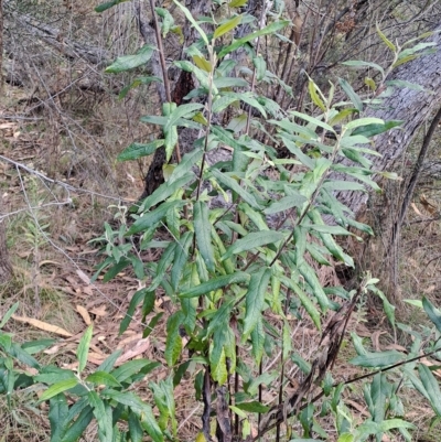 Olearia lirata (Snowy Daisybush) at Fadden, ACT - 13 Apr 2023 by LPadg