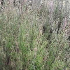 Kunzea parvifolia (Violet Kunzea) at Fadden, ACT - 12 Apr 2023 by LPadg