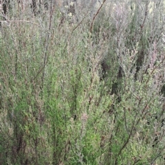 Kunzea parvifolia (Violet Kunzea) at Fadden, ACT - 13 Apr 2023 by LPadg