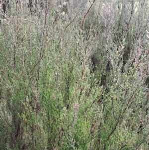 Kunzea parvifolia at Fadden, ACT - 13 Apr 2023