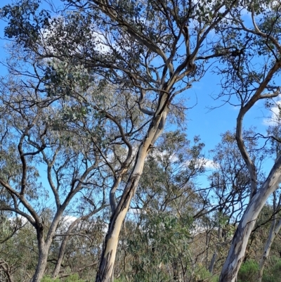 Eucalyptus polyanthemos (Red Box) at Wanniassa Hill - 13 Apr 2023 by LPadg