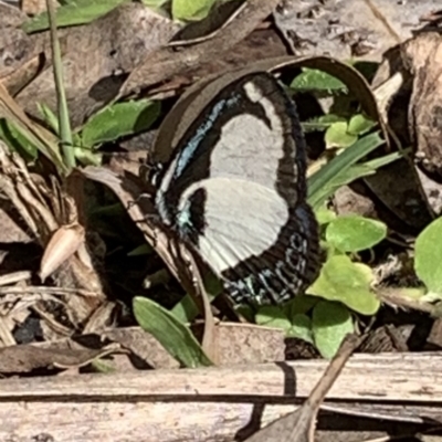 Psychonotis caelius (Small Green-banded Blue) at Berowra Waters, NSW - 13 Apr 2023 by jks