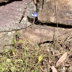 Psychonotis caelius at Berowra Waters, NSW - 13 Apr 2023