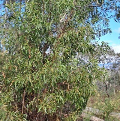 Acacia implexa (Hickory Wattle, Lightwood) at Wanniassa Hill - 13 Apr 2023 by LPadg