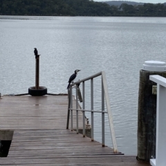 Microcarbo melanoleucos (Little Pied Cormorant) at Berowra Waters, NSW - 13 Apr 2023 by jksmits