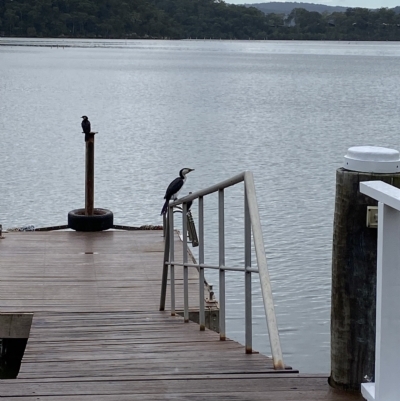 Microcarbo melanoleucos (Little Pied Cormorant) at Berowra Waters, NSW - 13 Apr 2023 by jks