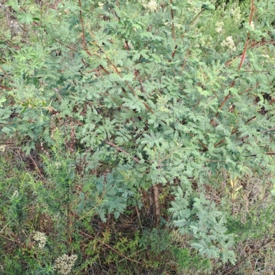 Acacia rubida (Red-stemmed Wattle, Red-leaved Wattle) at Fadden, ACT - 13 Apr 2023 by LPadg