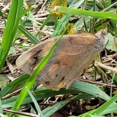 Heteronympha merope (Common Brown Butterfly) at O'Connor, ACT - 13 Apr 2023 by trevorpreston