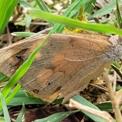 Heteronympha merope at O'Connor, ACT - 13 Apr 2023 10:53 AM