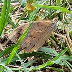 Heteronympha merope at O'Connor, ACT - 13 Apr 2023 10:53 AM