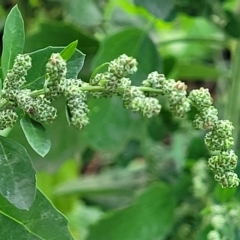 Chenopodium album (Fat Hen) at Banksia Street Wetland Corridor - 13 Apr 2023 by trevorpreston