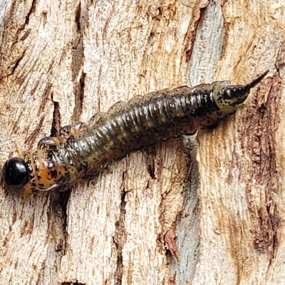 Pterygophorus cinctus (Bottlebrush sawfly) at O'Connor, ACT - 13 Apr 2023 by trevorpreston