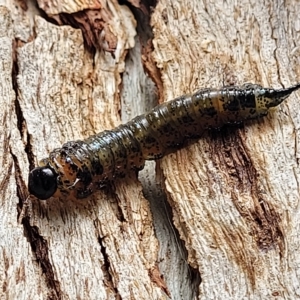 Pterygophorus cinctus at O'Connor, ACT - 13 Apr 2023