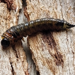 Pterygophorus cinctus at O'Connor, ACT - 13 Apr 2023