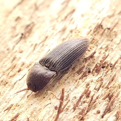 Agrypnus sp. (genus) (Rough click beetle) at Banksia Street Wetland Corridor - 13 Apr 2023 by trevorpreston