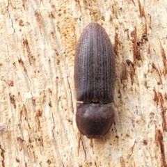 Agrypnus sp. (genus) at O'Connor, ACT - 13 Apr 2023 10:43 AM