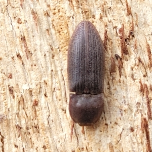 Agrypnus sp. (genus) at O'Connor, ACT - 13 Apr 2023 10:43 AM