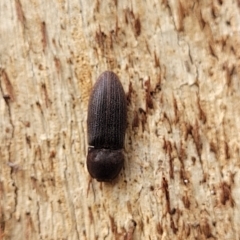 Agrypnus sp. (genus) at O'Connor, ACT - 13 Apr 2023 10:43 AM