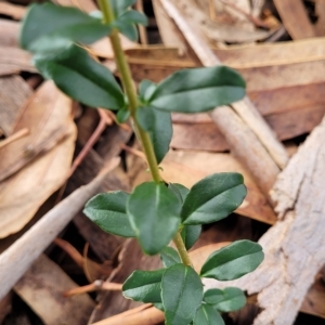 Ligustrum sinense at O'Connor, ACT - 13 Apr 2023