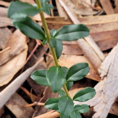 Ligustrum sinense (Narrow-leaf Privet, Chinese Privet) at Banksia Street Wetland Corridor - 13 Apr 2023 by trevorpreston