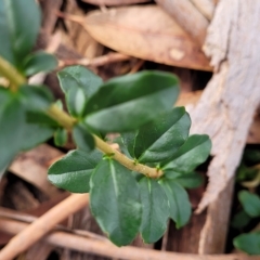 Ligustrum sinense at O'Connor, ACT - 13 Apr 2023