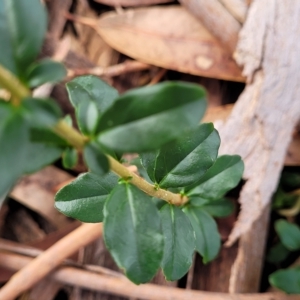 Ligustrum sinense at O'Connor, ACT - 13 Apr 2023