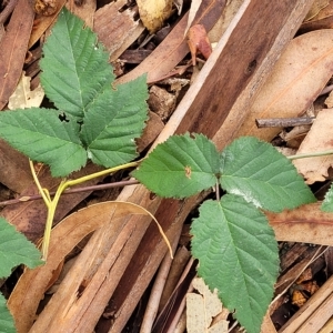 Rubus anglocandicans at O'Connor, ACT - 13 Apr 2023 10:42 AM