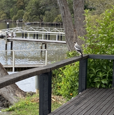 Gymnorhina tibicen (Australian Magpie) at Berowra Waters, NSW - 13 Apr 2023 by jks