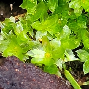 Syntrichia sp. (genus) at O'Connor, ACT - 13 Apr 2023