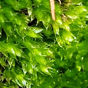 Syntrichia sp. (genus) at O'Connor, ACT - 13 Apr 2023