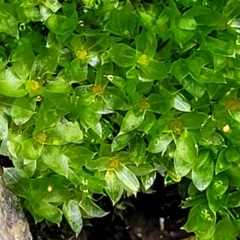 Syntrichia sp. (genus) at O'Connor, ACT - 13 Apr 2023