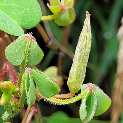 Oxalis corniculata (Yellow Wood-sorrel) at O'Connor, ACT - 13 Apr 2023 by trevorpreston