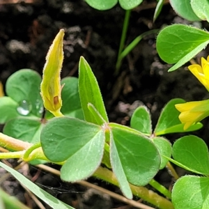 Oxalis corniculata at O'Connor, ACT - 13 Apr 2023