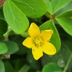 Oxalis corniculata at O'Connor, ACT - 13 Apr 2023