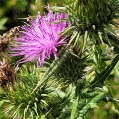 Cirsium vulgare (Spear Thistle) at Banksia Street Wetland Corridor - 13 Apr 2023 by trevorpreston