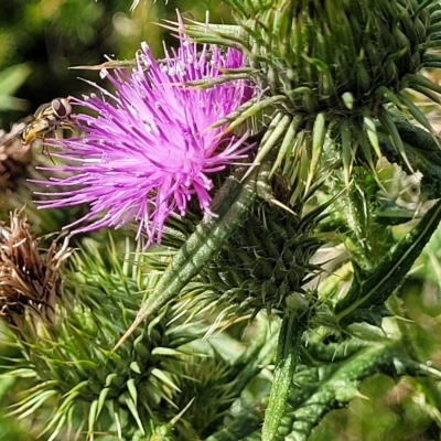 Cirsium vulgare (Spear Thistle) at Banksia Street Wetland Corridor - 13 Apr 2023 by trevorpreston